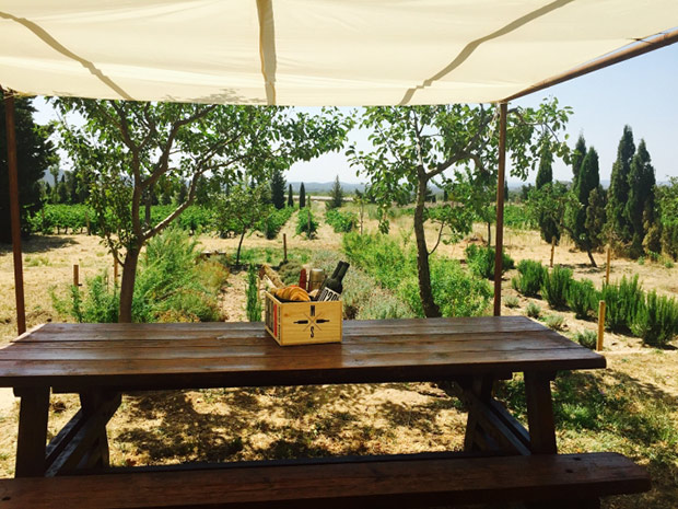 Un picnic entre viñedos en Masia Serra