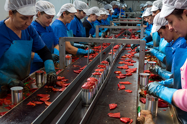 Así se elaboran los pimientos del piquillo de Lodosa