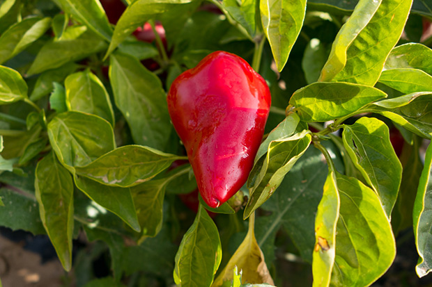 ¿Por qué en España se llama pimiento a los chiles?