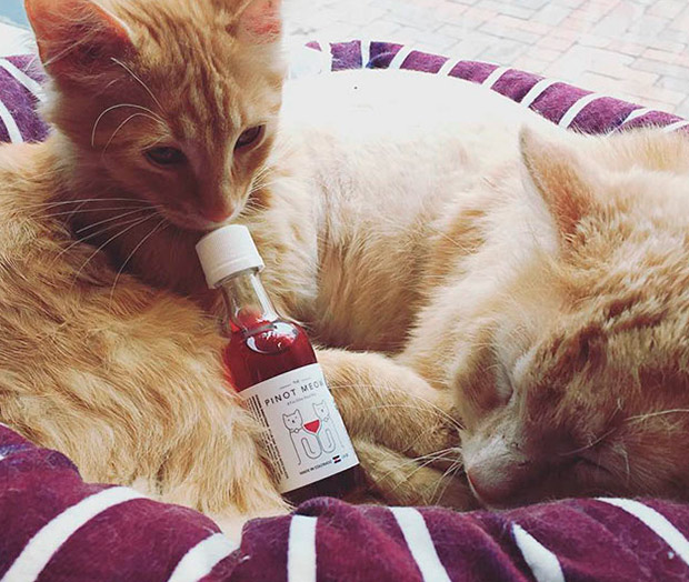 ‘MosCATo’ y ‘Pinot Meow’, los gatos ya tienen su propio vino