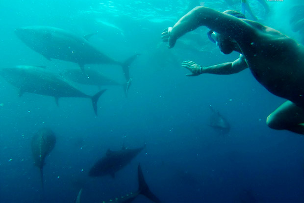 ‘Tuna Tour’, nadando entre atunes