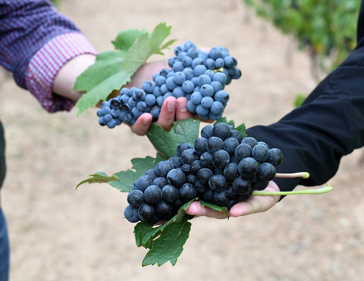 Las bodegas catalanas esquivan el boicot, y ya exportan al extranjero el 75% de su vino y cava