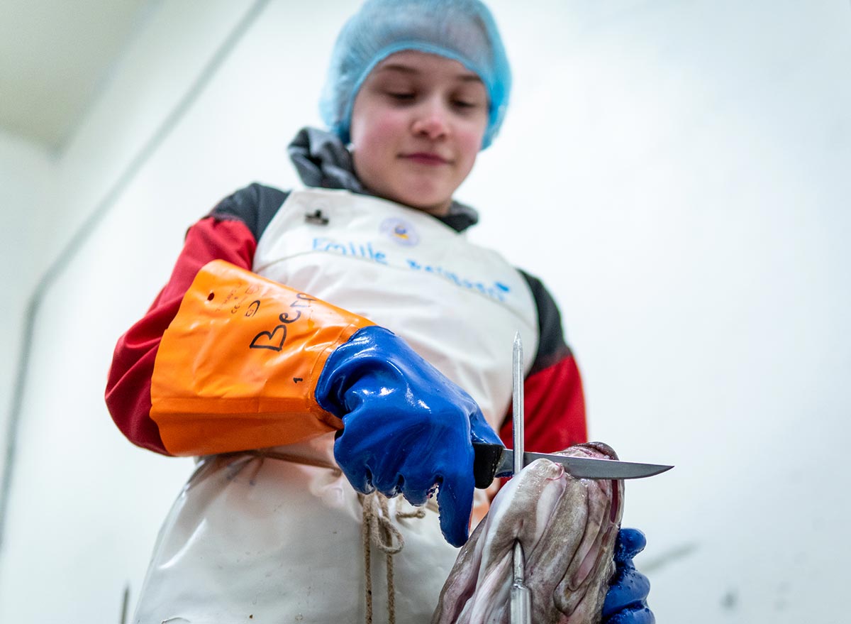 Los niños que cortan lenguas de bacalao: así se pesca el ‘Skrei’ en Noruega