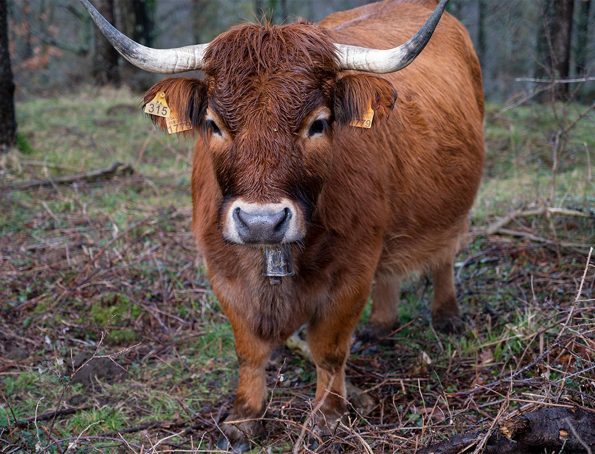 ‘Veganuary’: el reto de no comer carne durante el mes de enero para empezar el año comiendo más sano