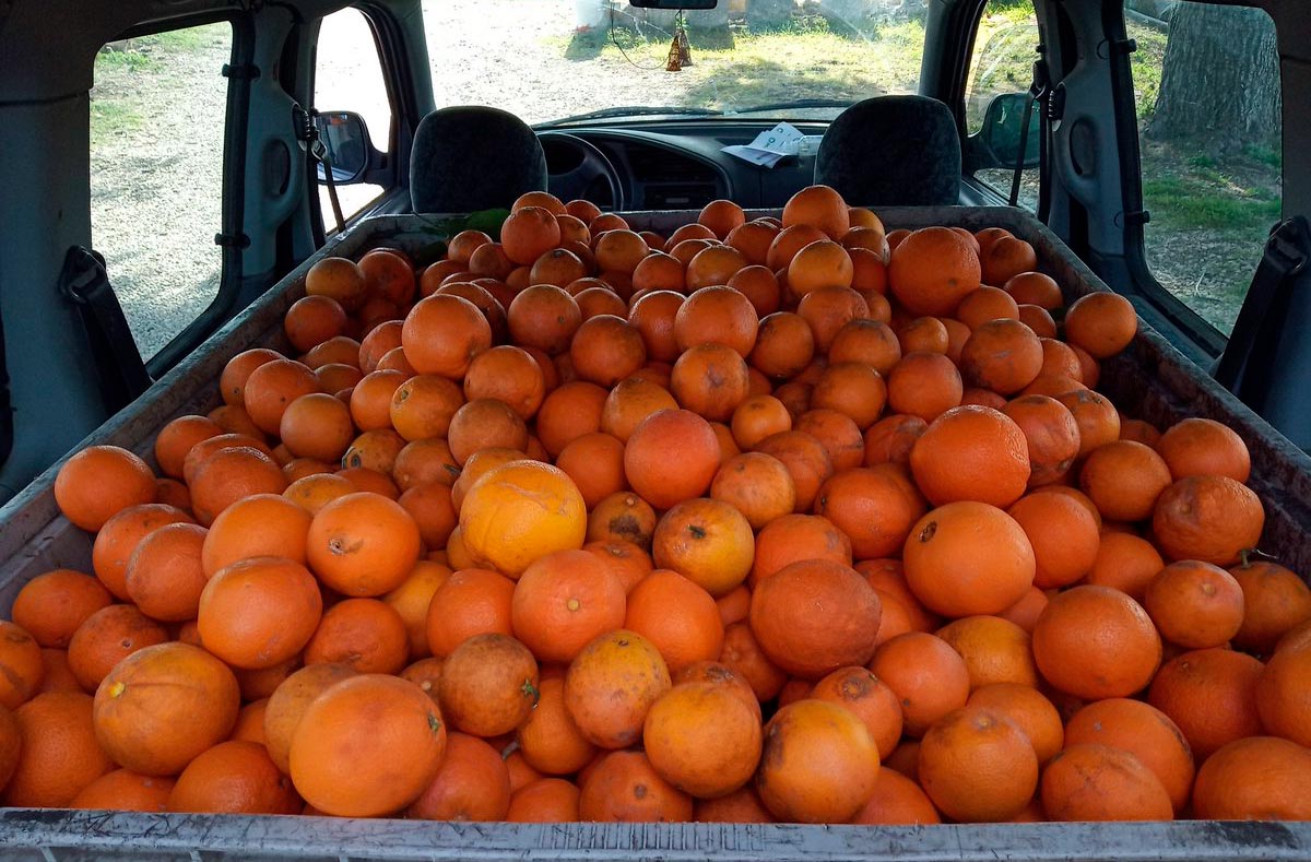 Naranjas a 10 céntimos el kilo