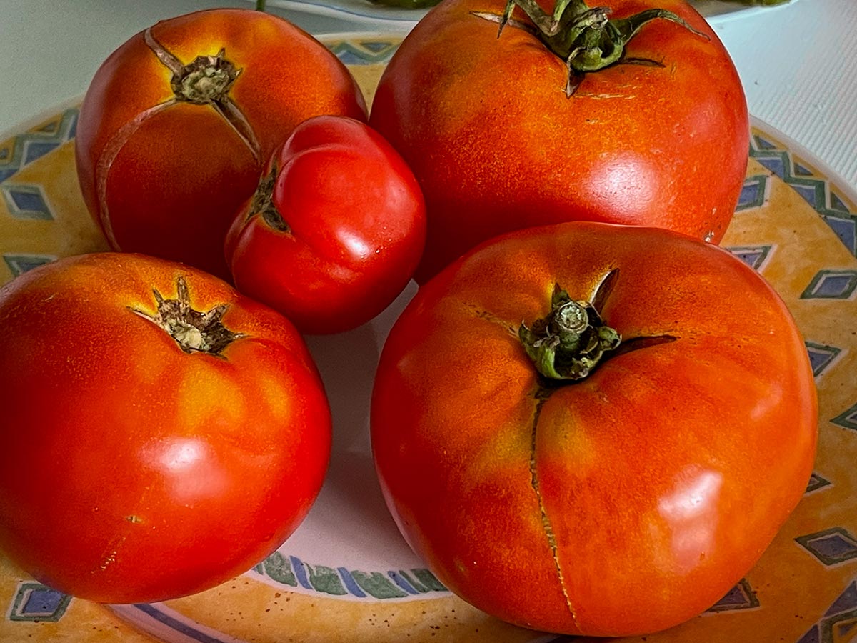 Dos tomates y dos destinos