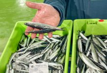 La costera de la anchoa: así se elaboran en el Cantábrico las conservas que comerás dentro de dos años