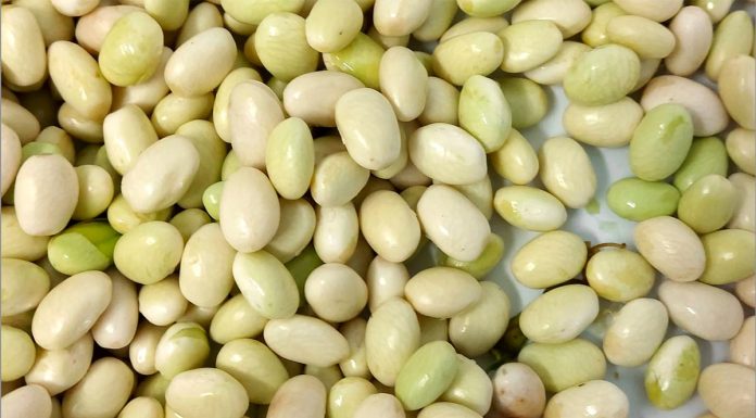 Temporada de pochas frescas: cuánto tiempo y cómo hay que cocinarlas