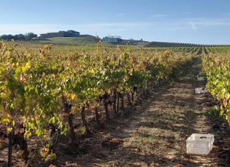 Seis tintos para beber este otoño