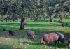 La carne de ibérico también tiene su propia temporada