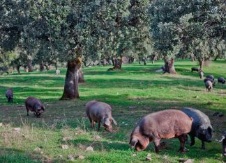 La carne de ibérico también tiene su propia temporada