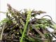 Esparraguines, el exclusivo ingrediente vegetal que triunfa en la alta cocina (y que también puedes conseguir para la tuya)